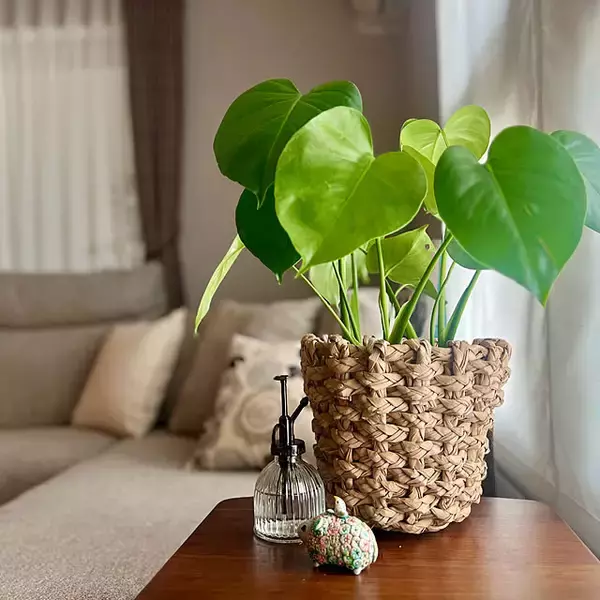 「【みんなが選んだ！】グリーンのある暮らしを楽しみたい方へ♪Standard Productsの植物まわりのアイテム5選」の画像