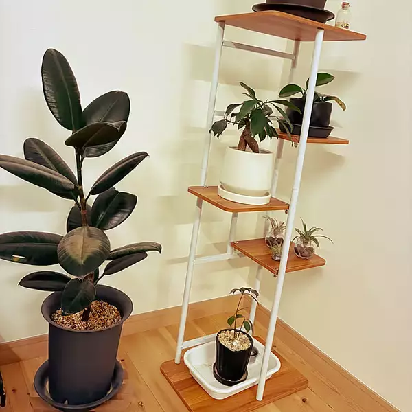 「【今週の〇〇】テーマは「植物のある暮らし」！最新の投稿写真をピックアップ」の画像