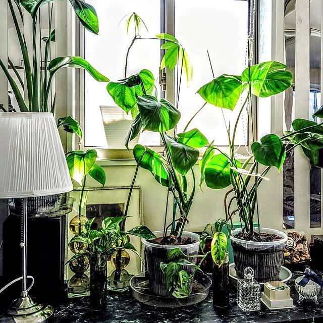 【今週の〇〇】テーマは「植物のある暮らし」！最新の投稿写真をピックアップ