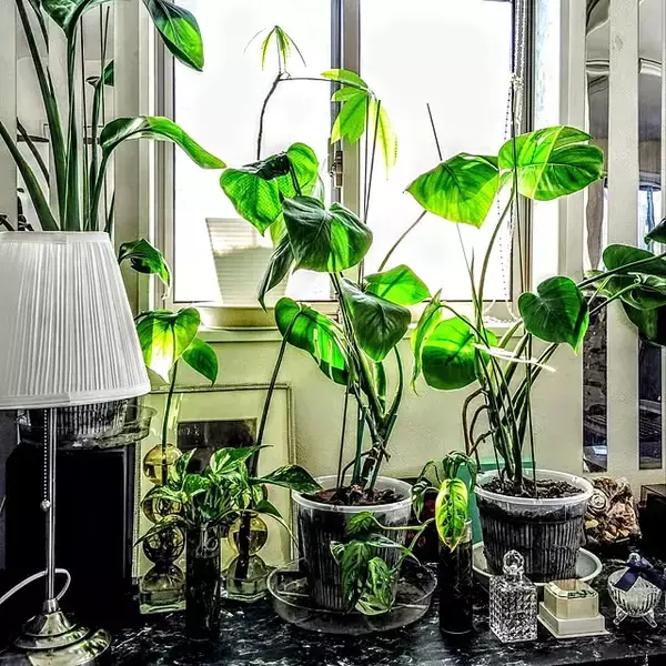 「【今週の〇〇】テーマは「植物のある暮らし」！最新の投稿写真をピックアップ」の画像