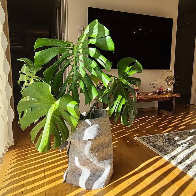 【今週の〇〇】テーマは「植物のある暮らし」！最新の投稿写真をピックアップ