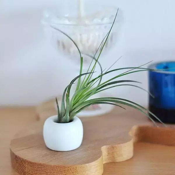 「まだまだあります使い道♡うれしい魅力たっぷりの無印良品歯ブラシスタンド」の画像