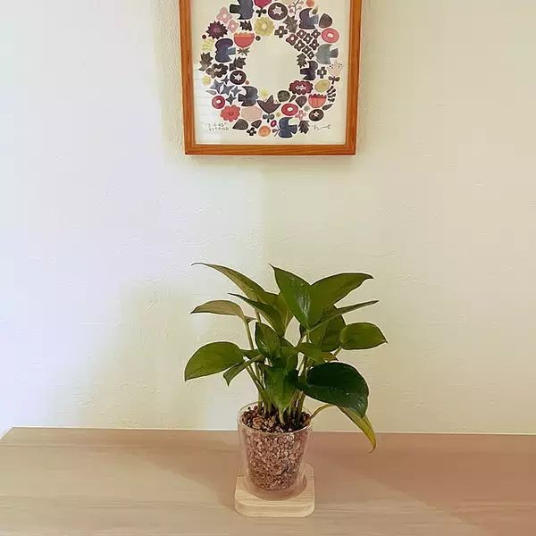 「【今週の〇〇】テーマは「植物のある暮らし」！最新の投稿写真をピックアップ」の画像