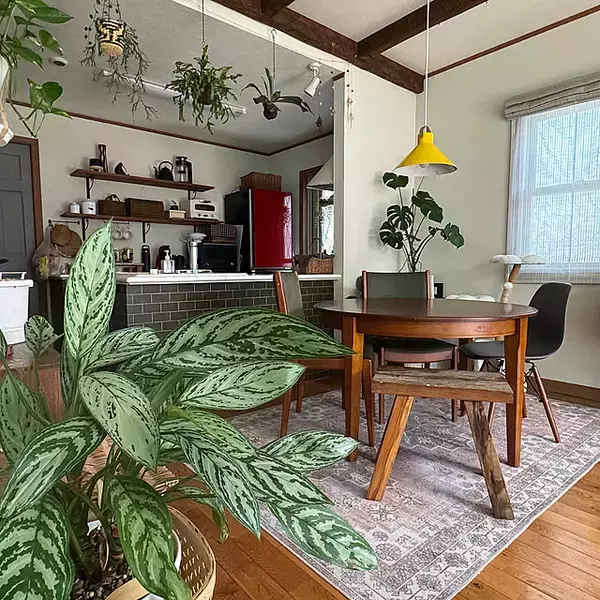 【2025年総まとめ】テーマは「植物のある暮らし」！みんなが注目した投稿5選