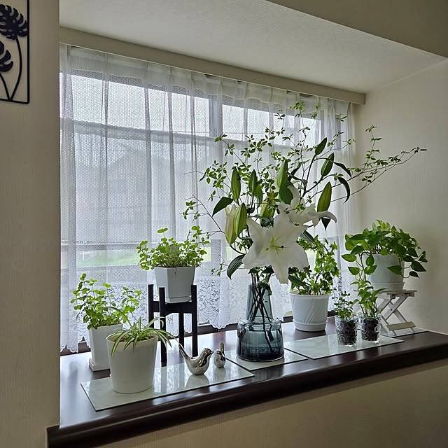 【2025年総まとめ】テーマは「植物のある暮らし」！みんなが注目した投稿5選