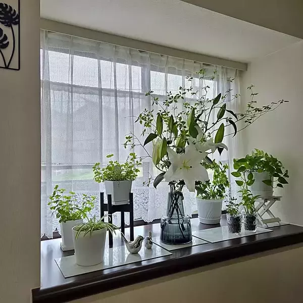 「【2025年総まとめ】テーマは「植物のある暮らし」！みんなが注目した投稿5選」の画像