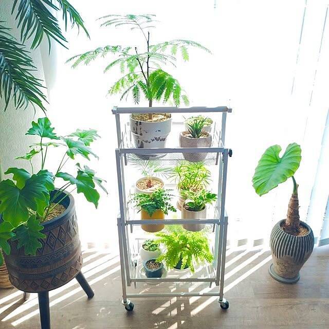 【2025年総まとめ】テーマは「植物のある暮らし」！みんなが注目した投稿5選