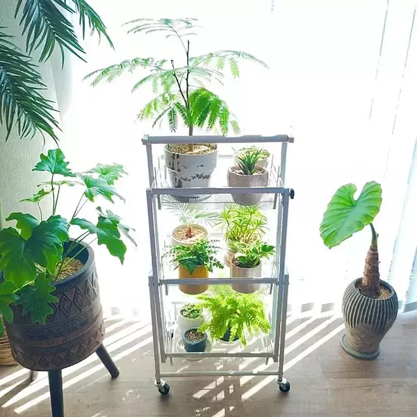 「【2025年総まとめ】テーマは「植物のある暮らし」！みんなが注目した投稿5選」の画像