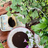 「そのコーヒーかす、捨てないで！暮らしに役立つ再利用方法6選」の画像6