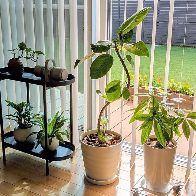 【今週の〇〇】テーマは「植物のある暮らし」！最新の投稿写真をピックアップ