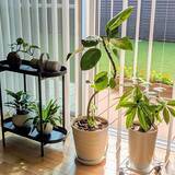 「【今週の〇〇】テーマは「植物のある暮らし」！最新の投稿写真をピックアップ」の画像3