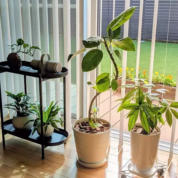 「【今週の〇〇】テーマは「植物のある暮らし」！最新の投稿写真をピックアップ」の画像