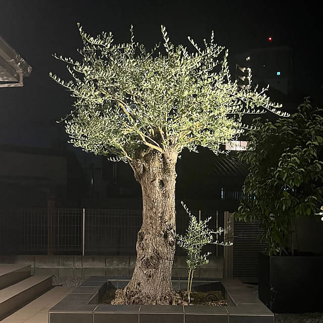 【今週の〇〇】テーマは「植物のある暮らし」！最新の投稿写真をピックアップ