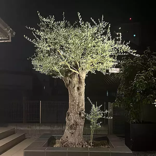 「【今週の〇〇】テーマは「植物のある暮らし」！最新の投稿写真をピックアップ」の画像