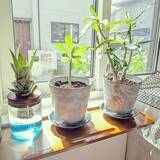 「【今週の〇〇】テーマは「植物のある暮らし」！最新の投稿写真をピックアップ」の画像6
