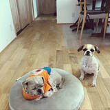 「人もペットもくつろげる♡ニトリのモチモチクッションでみんなリラックス」の画像4