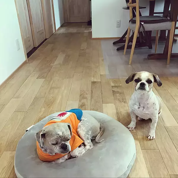 「人もペットもくつろげる♡ニトリのモチモチクッションでみんなリラックス」の画像