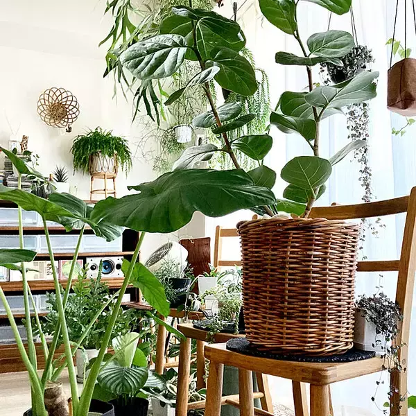 「お部屋に自然素材を取り入れませんか？ラタンのアイテム＆家具カタログ」の画像