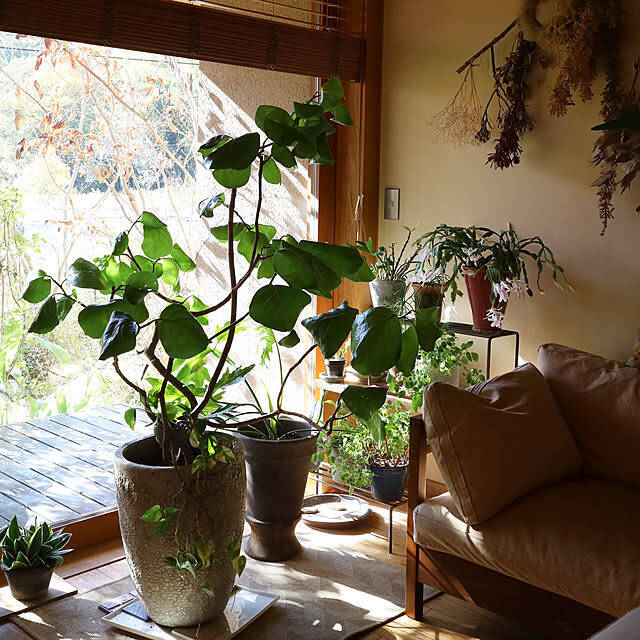 植物の存在感アップ！魅力的なディスプレイを叶えるプラントスタンド