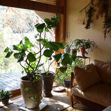 「植物の存在感アップ！魅力的なディスプレイを叶えるプラントスタンド」の画像6