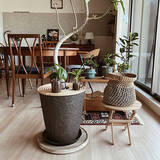 「植物の存在感アップ！魅力的なディスプレイを叶えるプラントスタンド」の画像7