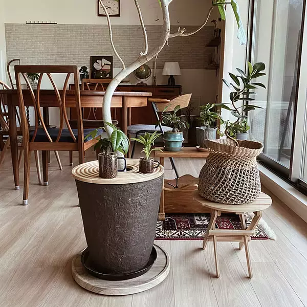 「植物の存在感アップ！魅力的なディスプレイを叶えるプラントスタンド」の画像