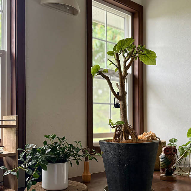 【今週の〇〇】テーマは「植物」！最新の投稿写真をピックアップ