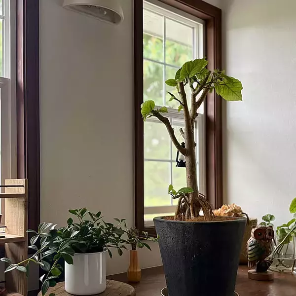 「【今週の〇〇】テーマは「植物」！最新の投稿写真をピックアップ」の画像