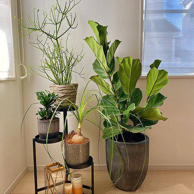 お部屋に彩りをプラス☆植物まわりのアイテムはIKEAにおまかせ