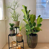 「お部屋に彩りをプラス☆植物まわりのアイテムはIKEAにおまかせ」の画像3