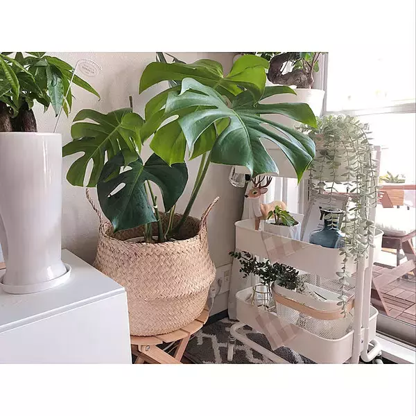 「お部屋に彩りをプラス☆植物まわりのアイテムはIKEAにおまかせ」の画像