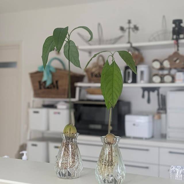 高見えするフラワーベースを見つけた♡お花を飾るならセリアをチェック