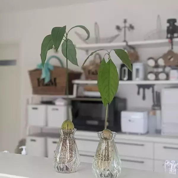 「高見えするフラワーベースを見つけた♡お花を飾るならセリアをチェック」の画像