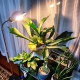 「【今週の〇〇】テーマは「植物のある暮らし」！最新の投稿写真をピックアップ」の画像2