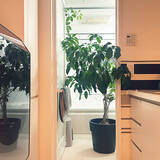 「【今週の〇〇】テーマは「植物のある暮らし」！最新の投稿写真をピックアップ」の画像3