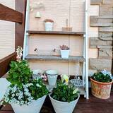 「【今週の〇〇】テーマは「植物のある暮らし」！最新の投稿写真をピックアップ」の画像4