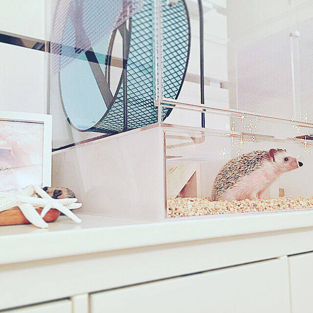 ペットも大事な家族♡人もペットも快適に過ごせるリビングの風景