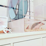 「ペットも大事な家族♡人もペットも快適に過ごせるリビングの風景」の画像11