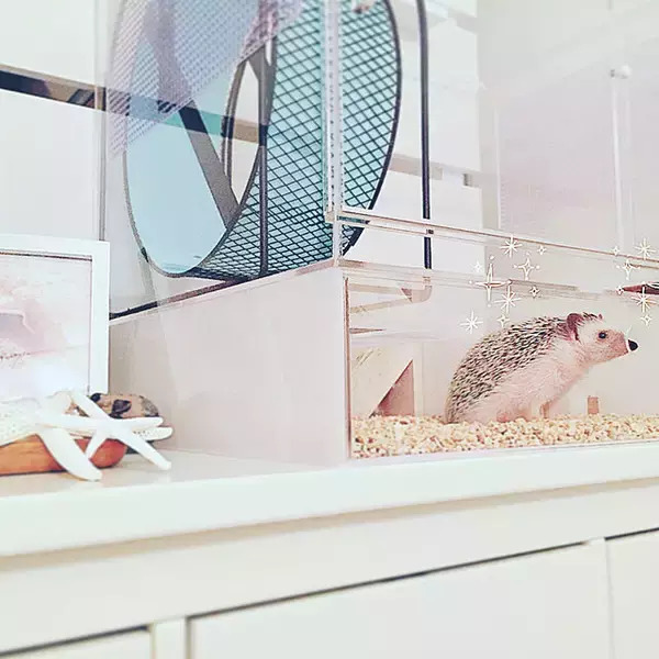 「ペットも大事な家族♡人もペットも快適に過ごせるリビングの風景」の画像