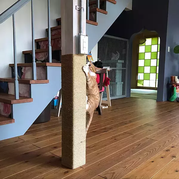 「ペットも大事な家族♡人もペットも快適に過ごせるリビングの風景」の画像