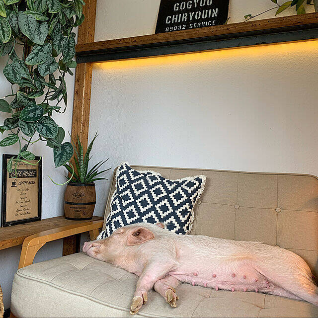 ペットも大事な家族♡人もペットも快適に過ごせるリビングの風景