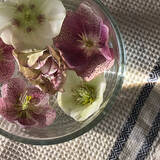 「【みんなが選んだ！】飾るだけでおしゃれ空間に♪THREEPPYの植物まわりのアイテム5選」の画像3