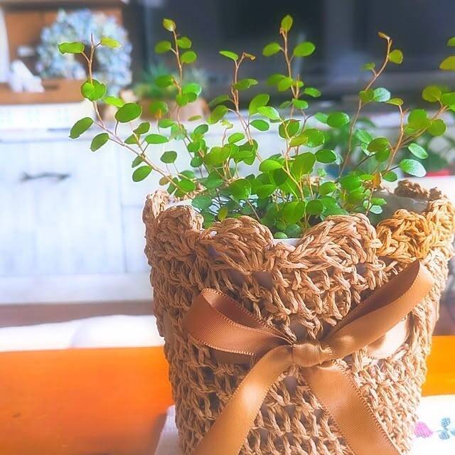 【みんなが選んだ！】飾るだけでおしゃれ空間に♪THREEPPYの植物まわりのアイテム5選