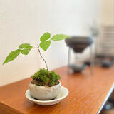 「まさに生きているアート！身近に自然を感じられる盆栽のある暮らし」の画像2