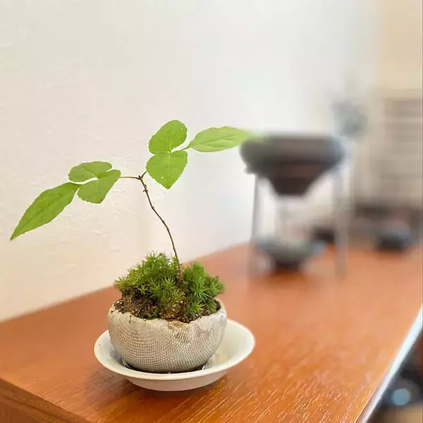 「まさに生きているアート！身近に自然を感じられる盆栽のある暮らし」の画像