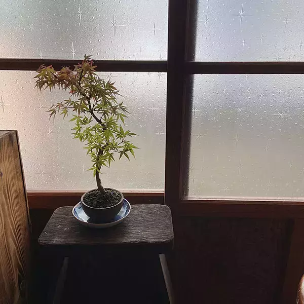 「まさに生きているアート！身近に自然を感じられる盆栽のある暮らし」の画像