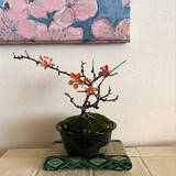 「まさに生きているアート！身近に自然を感じられる盆栽のある暮らし」の画像5