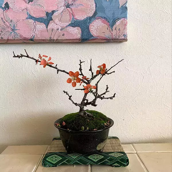 「まさに生きているアート！身近に自然を感じられる盆栽のある暮らし」の画像