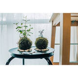 「まさに生きているアート！身近に自然を感じられる盆栽のある暮らし」の画像6