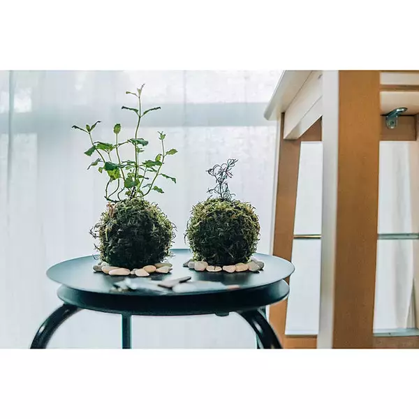 「まさに生きているアート！身近に自然を感じられる盆栽のある暮らし」の画像